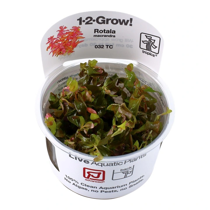 Tropica Rotala macrandra Japan 1-2-GROW x 3